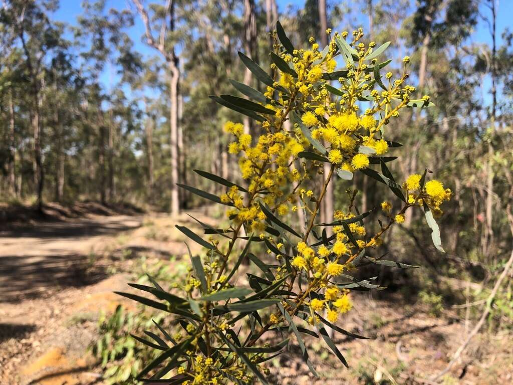 Image of graceful wattle