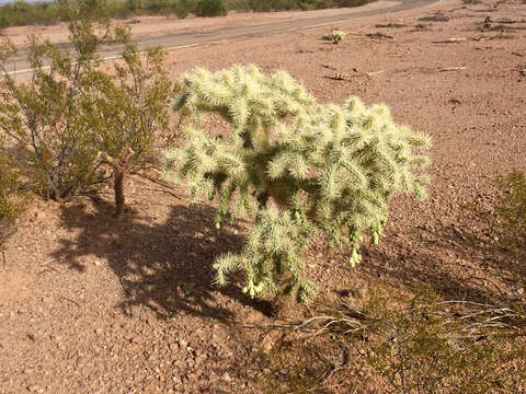 Image of jumping cholla