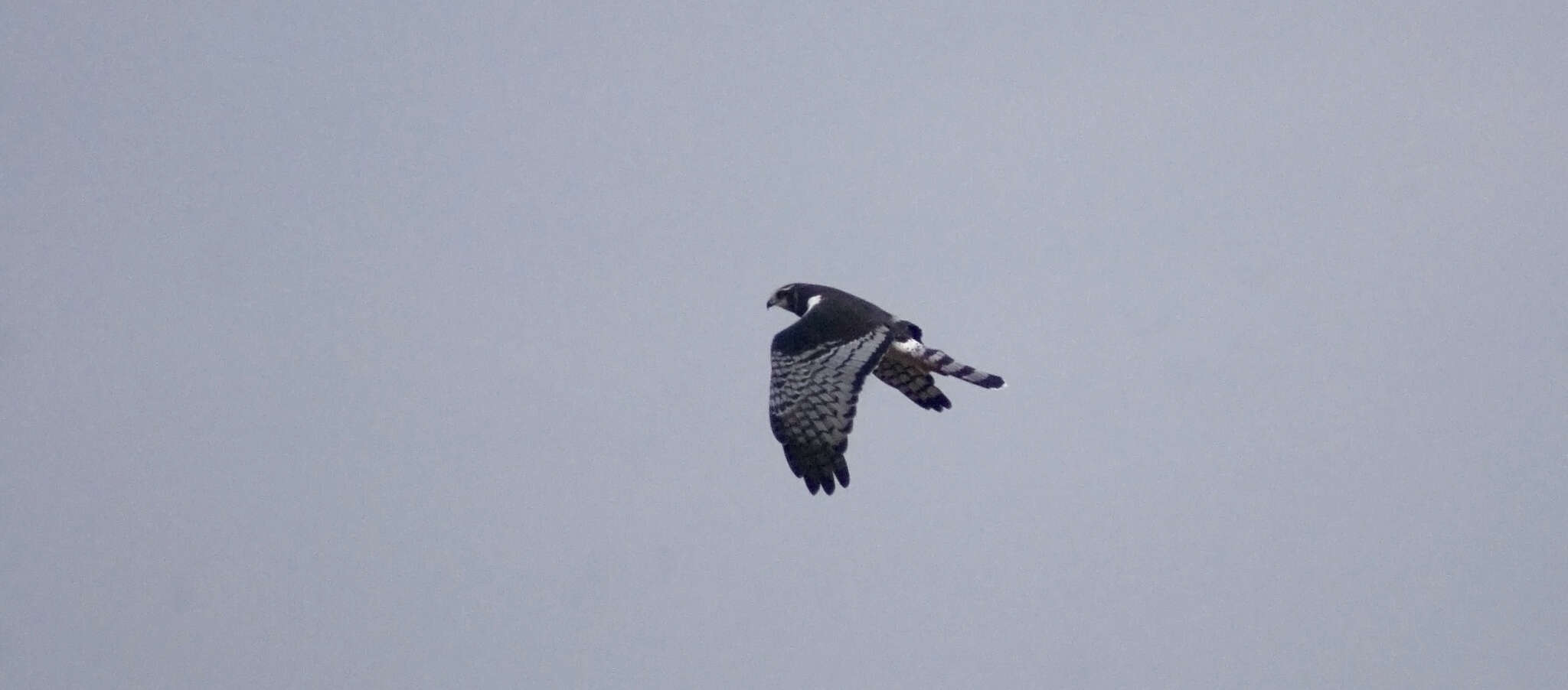 Image of Long-winged Harrier