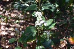 Image of Ageratina vernalis (Vatke & Kurtz) R. King & H. Rob.