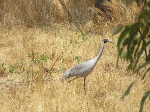 Image of Brolga