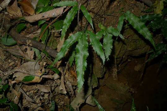 Image of Asplenium vieillardii Mett.