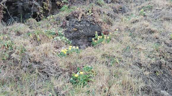 Image of <i>Helichrysum <i>aureum</i></i> var. aureum