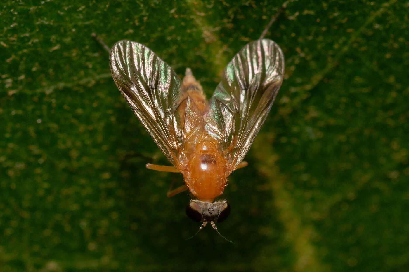 Image of Chrysopilus laetus Zetterstedt 1842