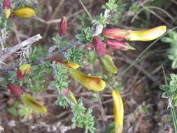 Image of Caragana scythica (Kom.) Pojark.