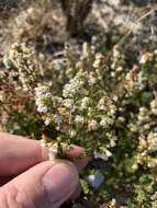 Image of Erica subdivaricata Berg.