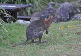 Image of Red-necked Pademelon