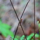 Image of Omalotettix chapadensis Bruner & L. 1908