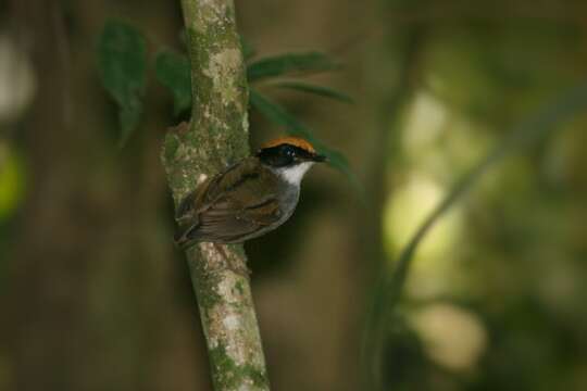 Image of Black-cheeked Gnateater