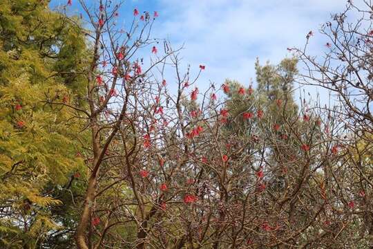 Image of Erythrina americana Mill.