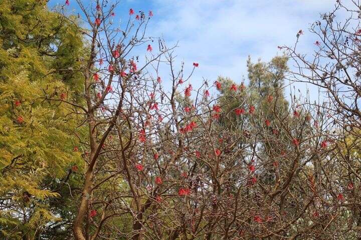 Image de Erythrina americana Mill.