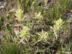 Слика од <i>Castilleja <i>pallescens</i></i> var. pallescens