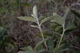 Image of Olearia phlogopappa subsp. phlogopappa
