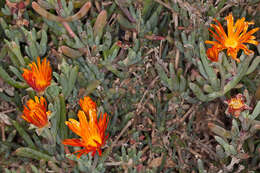 Image of Lampranthus aureus (L.) N. E. Br.