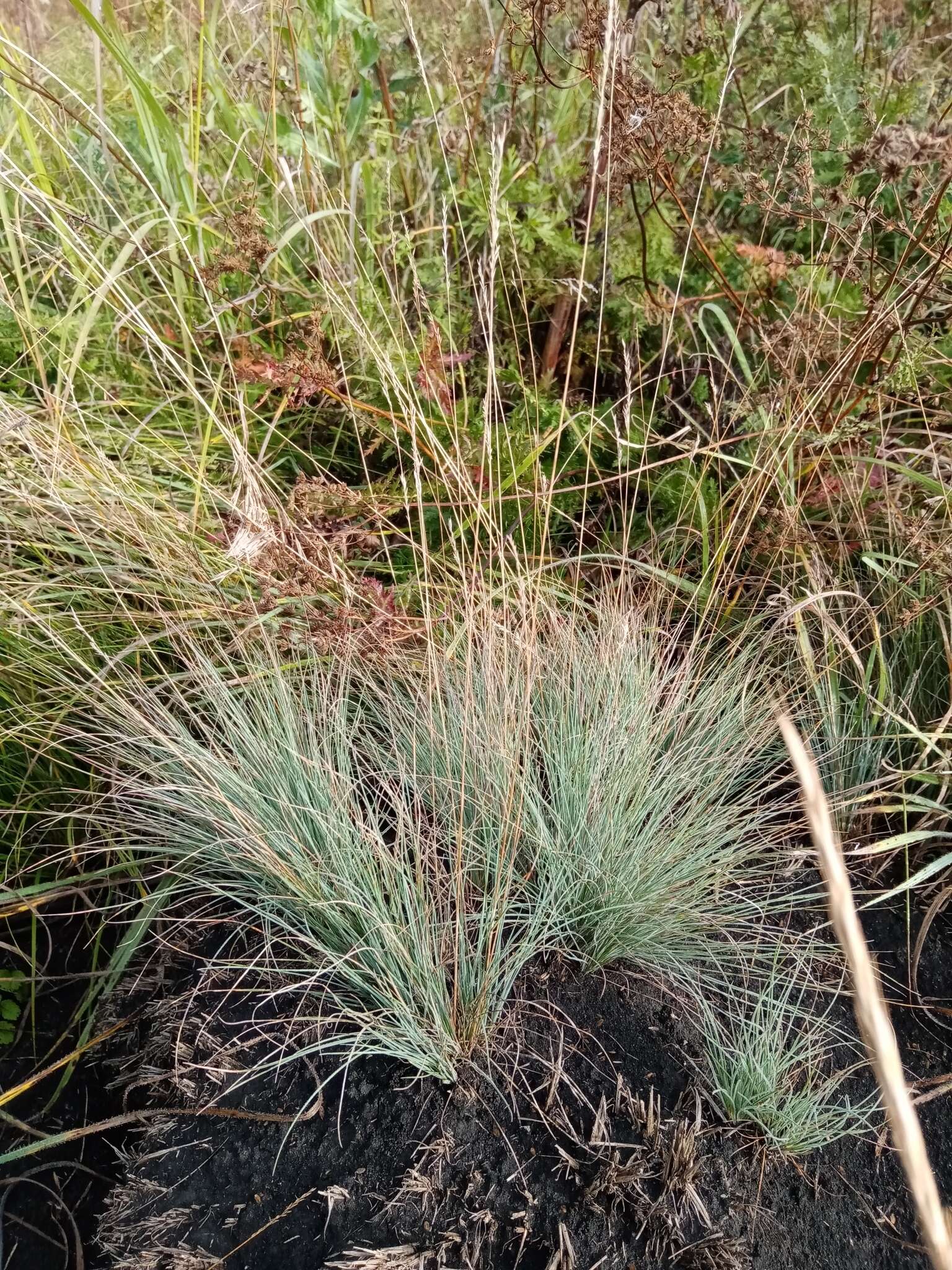 Image of Volga fescue