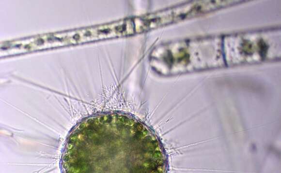 Image of Acanthocystis Carter 1863