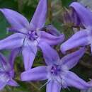 Image of Campanula fenestrellata subsp. fenestrellata