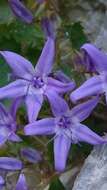 Image of Campanula fenestrellata subsp. fenestrellata