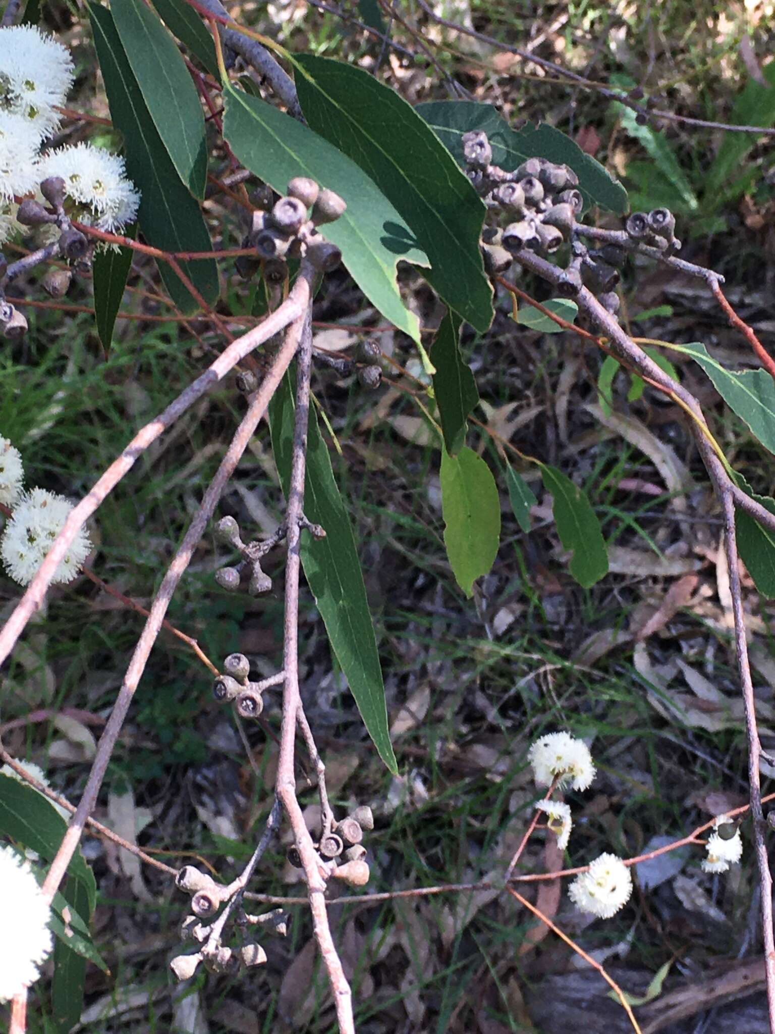 Eucalyptus radiata A. Cunn. ex DC. resmi