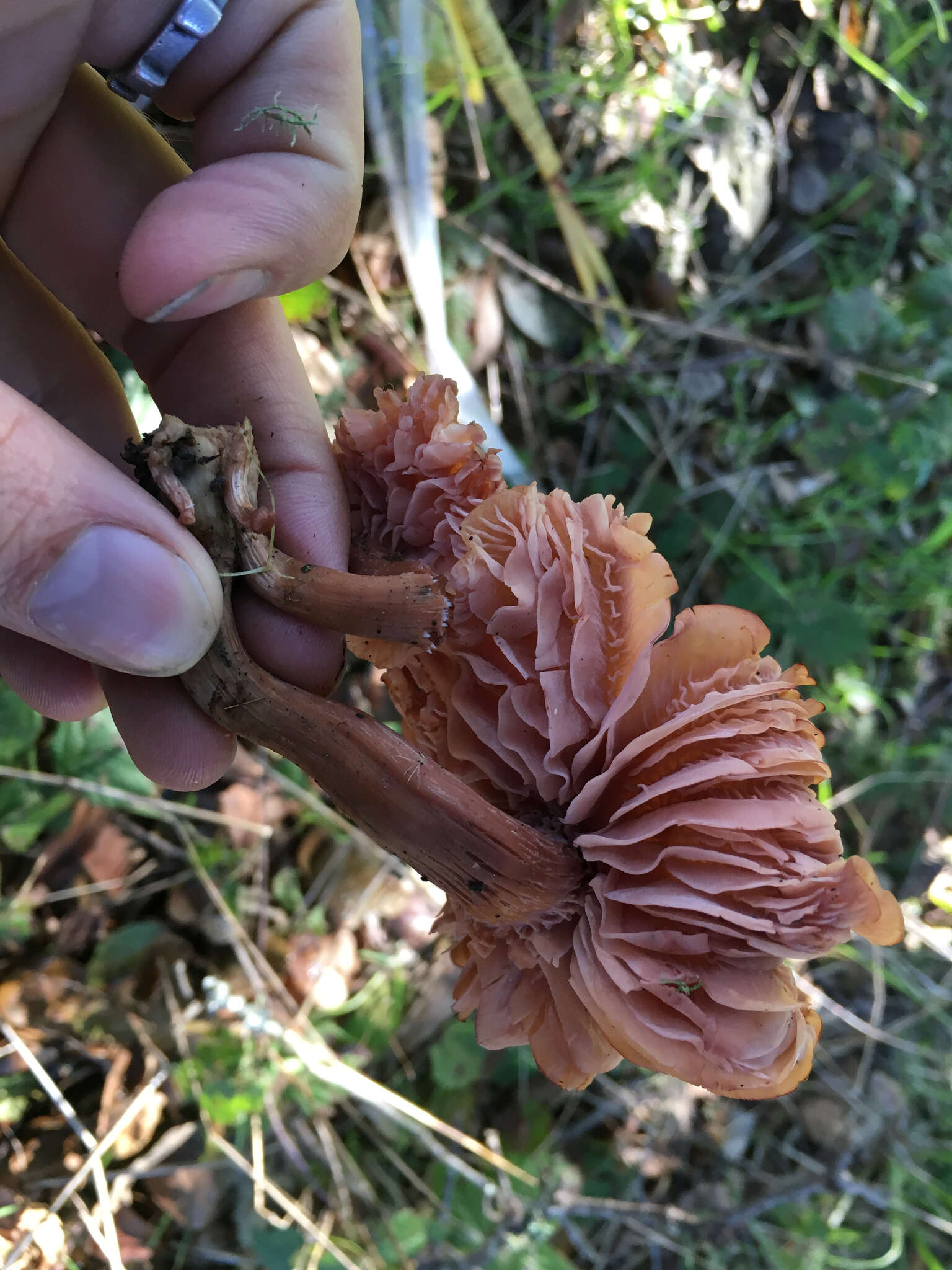 Image of Laccaria laccata (Scop.) Cooke 1884