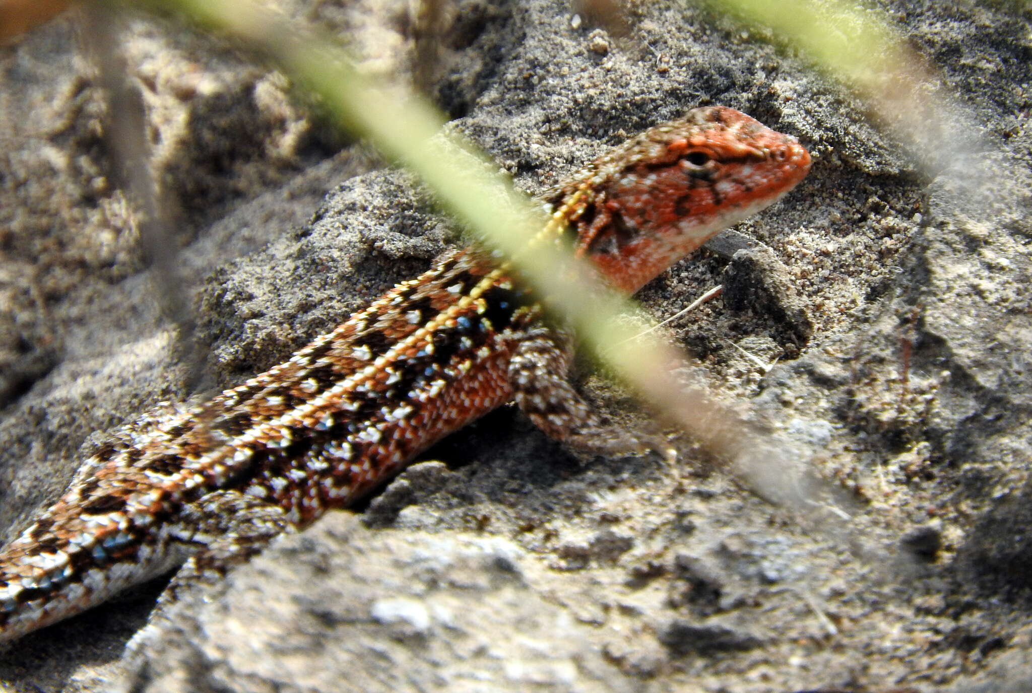 Image of Liolaemus wiegmannii (Duméril & Bibron 1837)