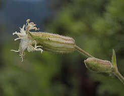 Слика од Silene oregana S. Wats.