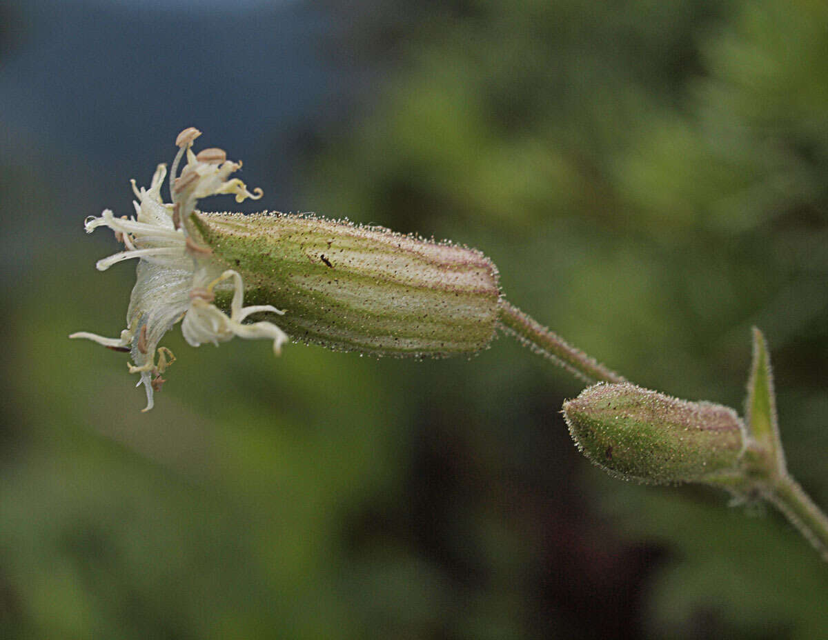 Слика од Silene oregana S. Wats.