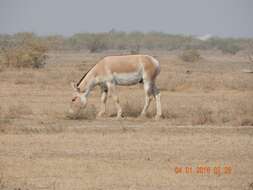 Image of Indian Wild Ass