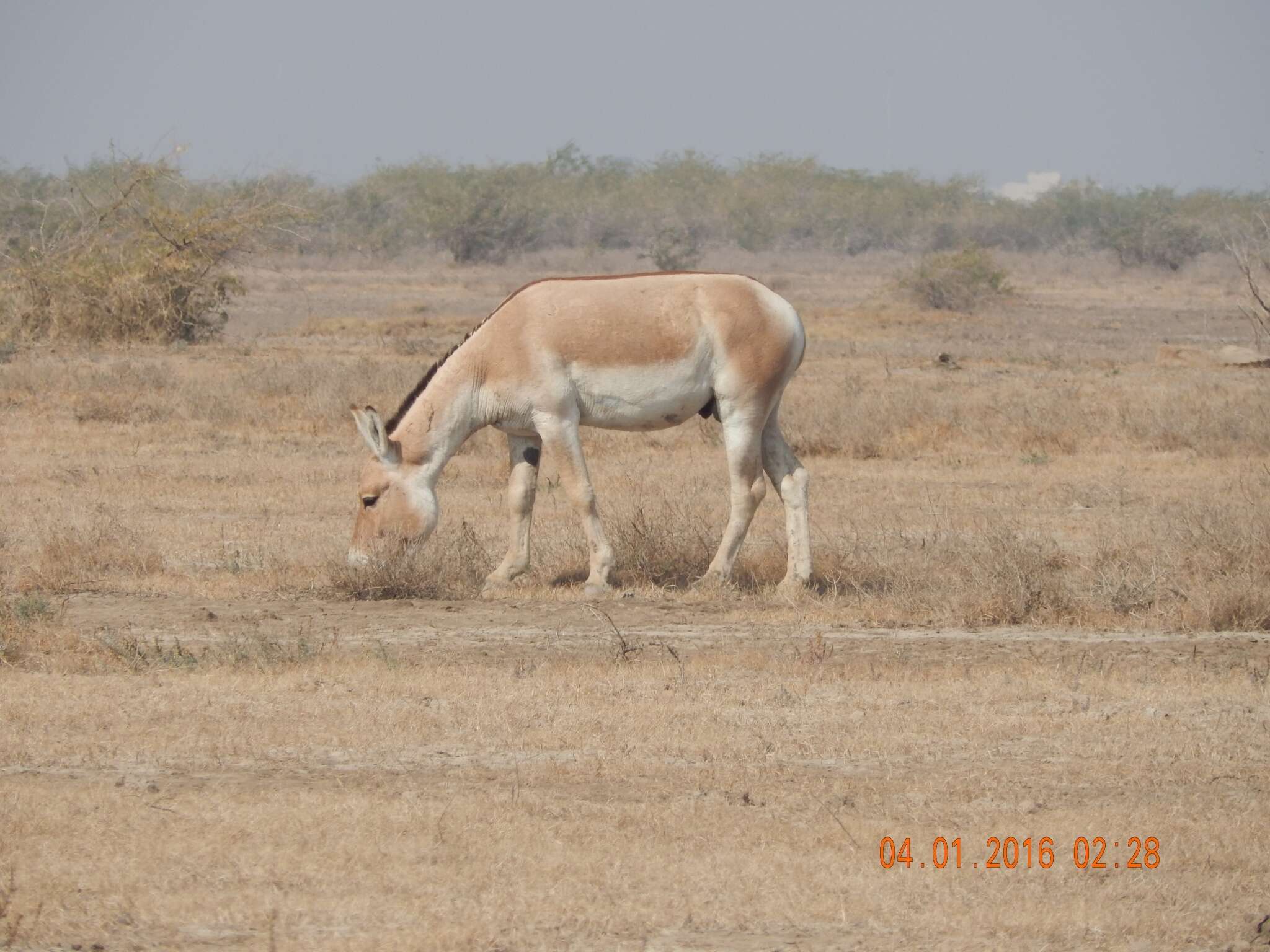 صورة Equus khur Lesson 1827