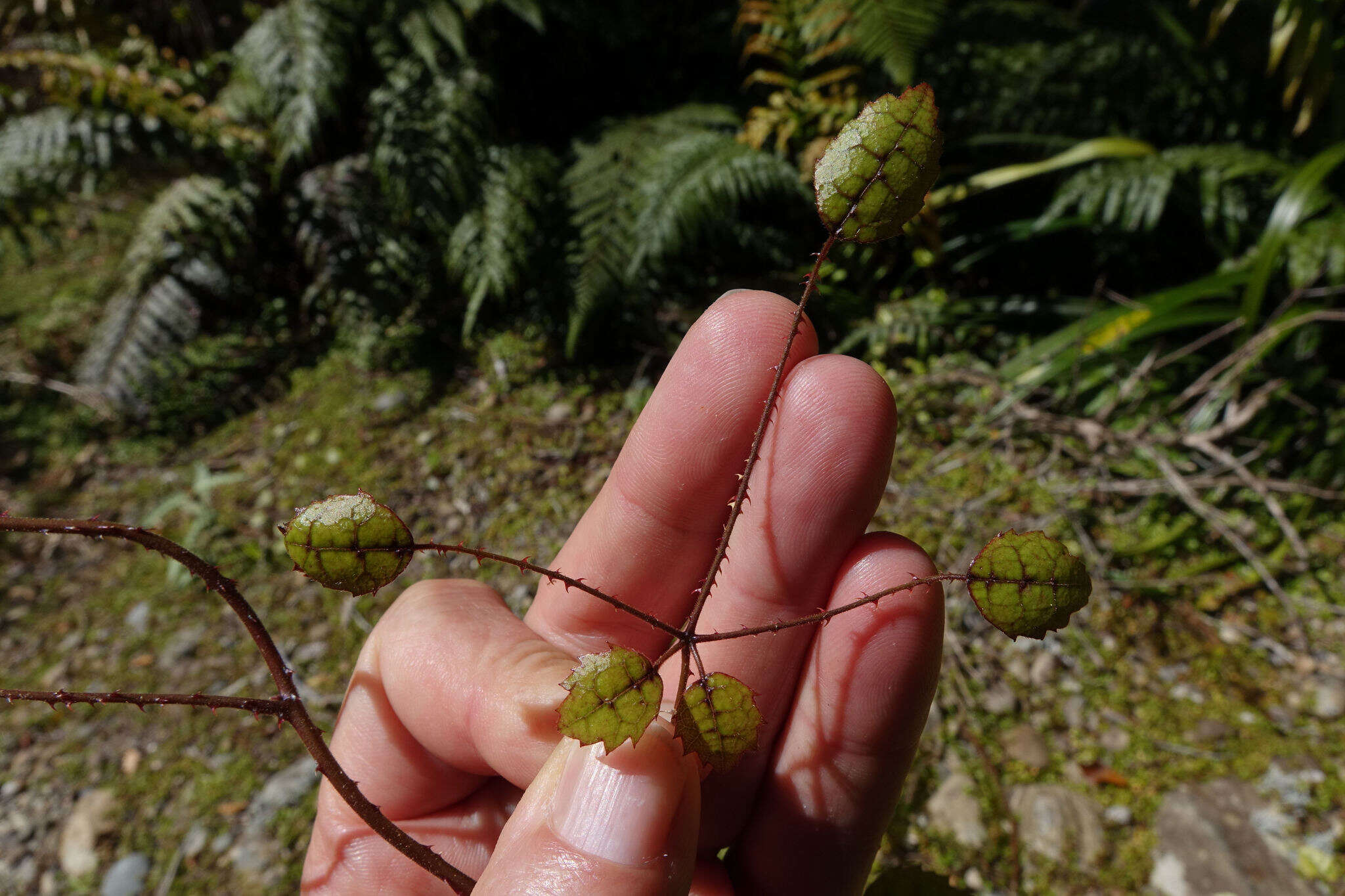 Rubus australis Forst. fil. resmi