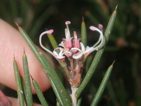 Image of Hakea circumalata Meissn.