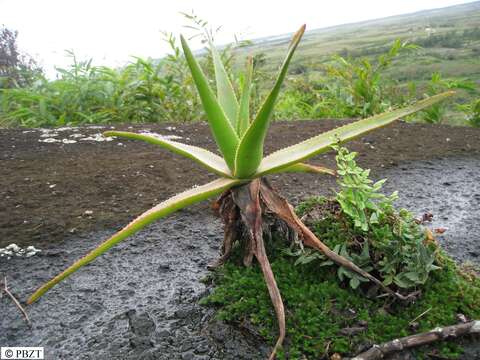 Aloe bernadettae J.-B. Castillon resmi