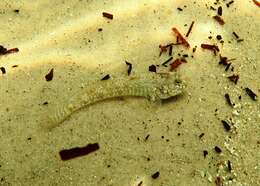 Image of Long finned goby