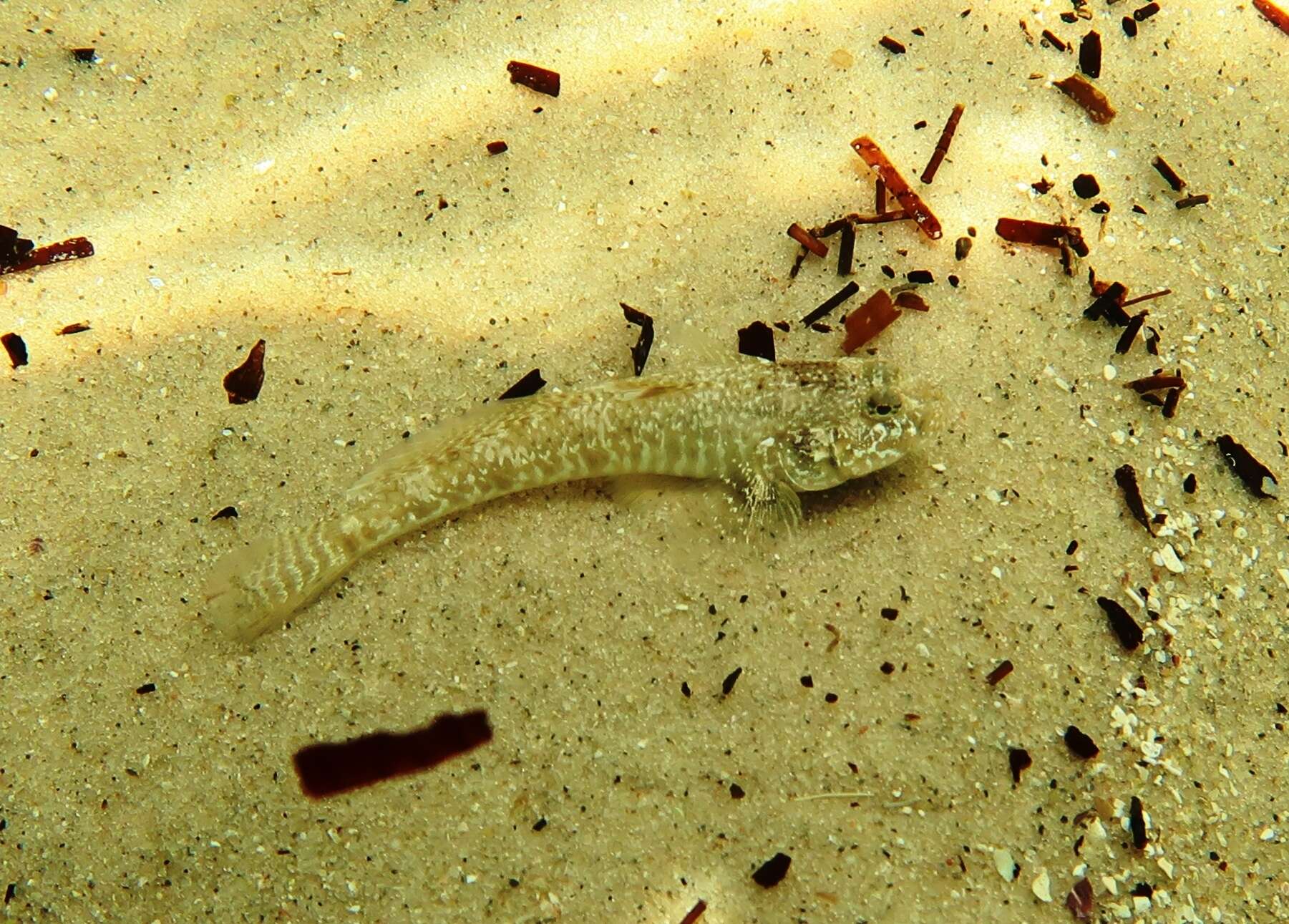 Image of Long finned goby