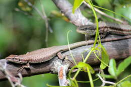 Image of Phoenicolacerta troodica (Werner 1936)