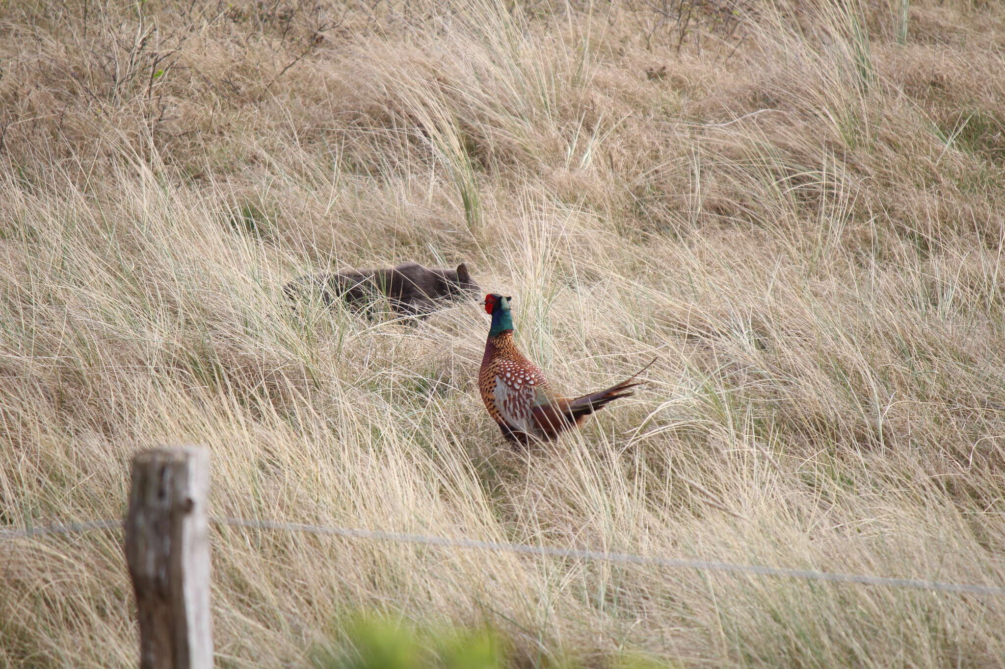 Imagem de Phasianus colchicus colchicus Linnaeus 1758