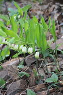 Слика од Polygonatum glaberrimum K. Koch