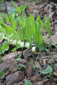 Image of Polygonatum glaberrimum K. Koch