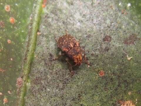 Image of Coffee Bean Weevil