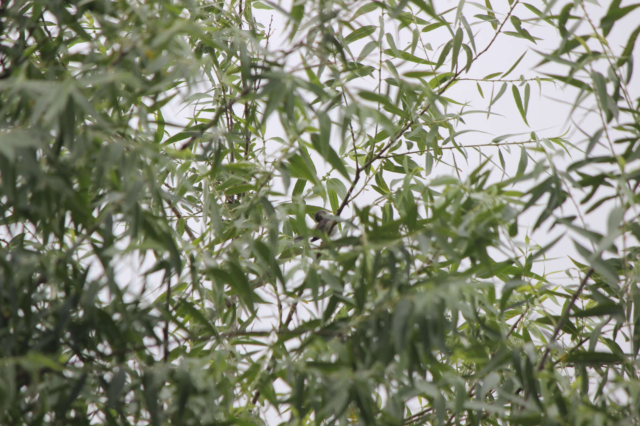 Image of Least Bell's vireo