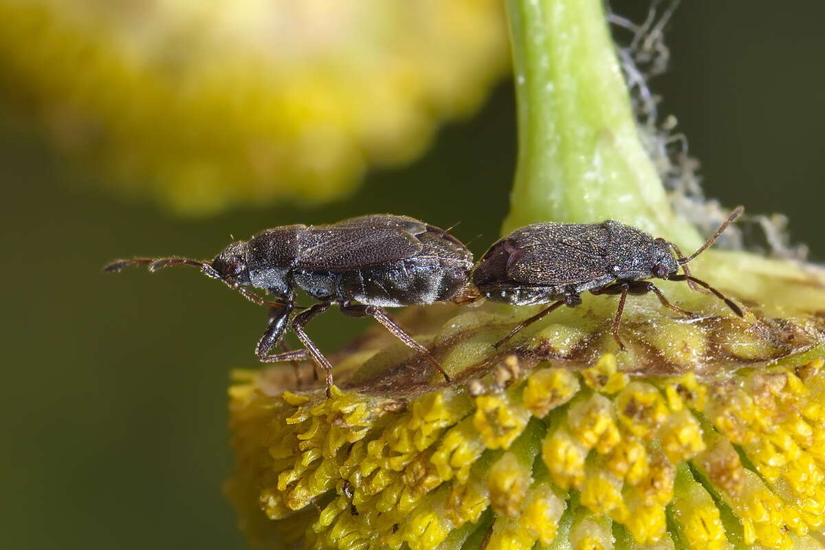 Image of Stygnocoris rusticus (Fallen & C. F. 1807)