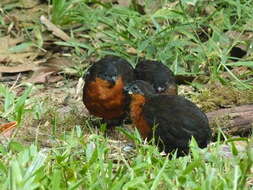 Image of Dark-backed Wood Quail