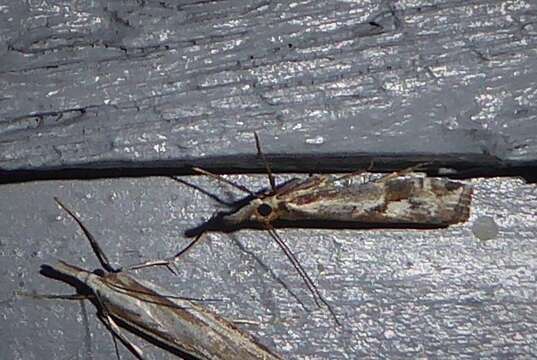 Image of Orocrambus vulgaris Butler 1877