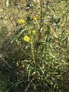 Image of Riddell's Goldenrod