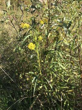 Image of Riddell's Goldenrod