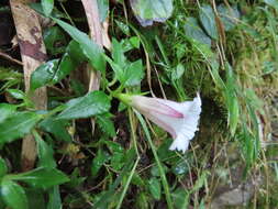 Image of Tripterospermum microphyllum H. Smith