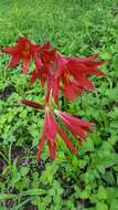 Imagem de Zephyranthes bifida