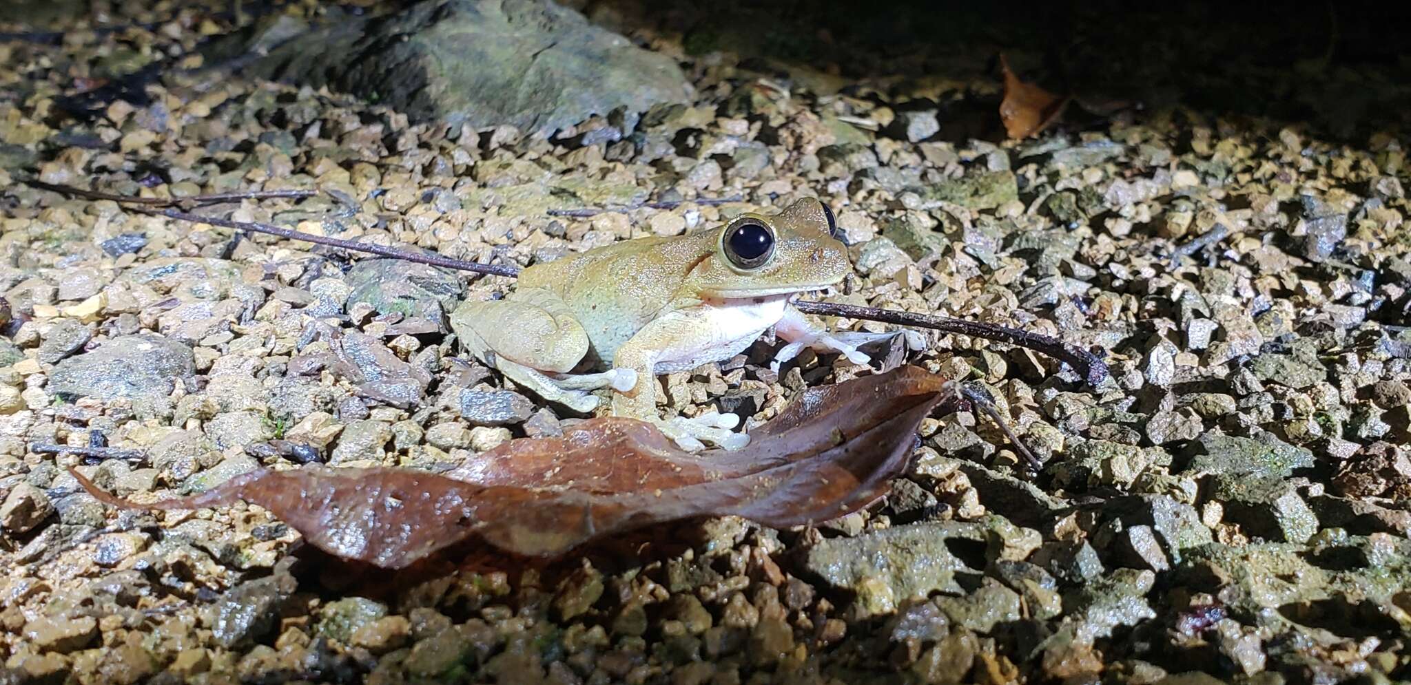 Image of Veragua Cross-banded Treefrog