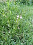 Image of Lobelia fervens Thunb.