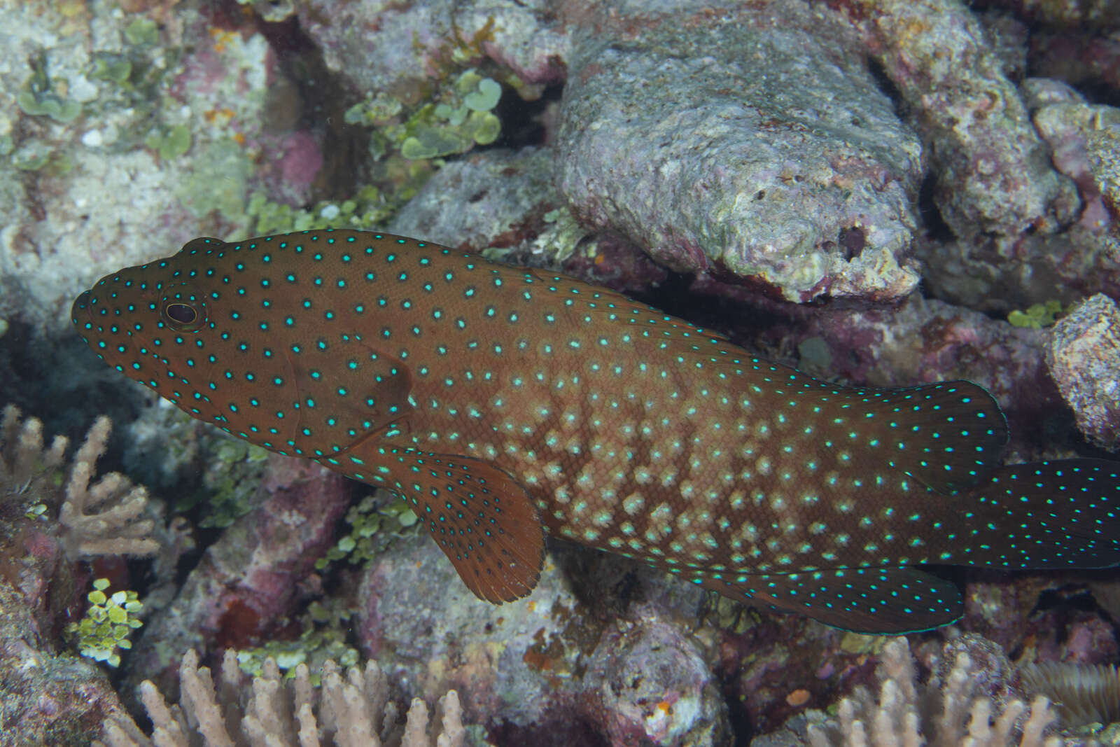 Image of Blue-spotted grouper